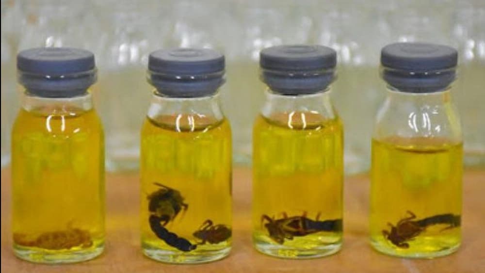 تولید روغن عقرب اصل در اردبیل